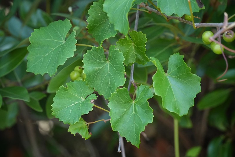 Green grapevine leaves and unripe grape clusters on a plant, with a blurred background of additional foliage.