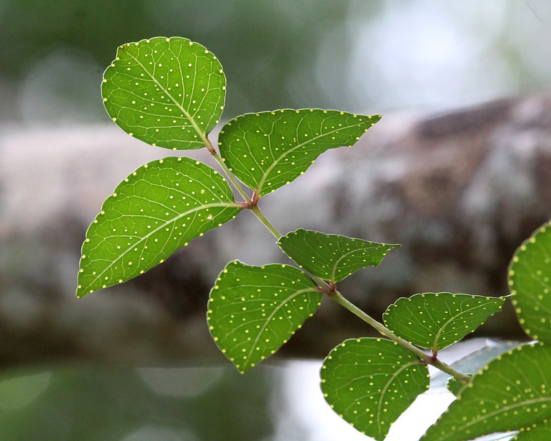 Close-up of a branch with green leaves, each leaf featuring prominent veins and small white spots, against a blurred outdoor background.