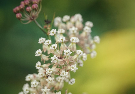 Close-up of a milkweed flower cluster with small, star-shaped white flowers and pinkish buds against a blurred green and yellow background.