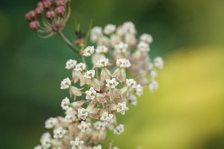 Close-up of a milkweed flower cluster with small, star-shaped white flowers and pinkish buds against a blurred green and yellow background.