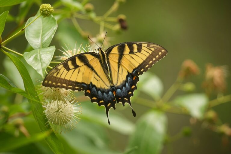 Bright yellow and black Eastern tiger swallowtail butterfly visiting Buttonbush.
