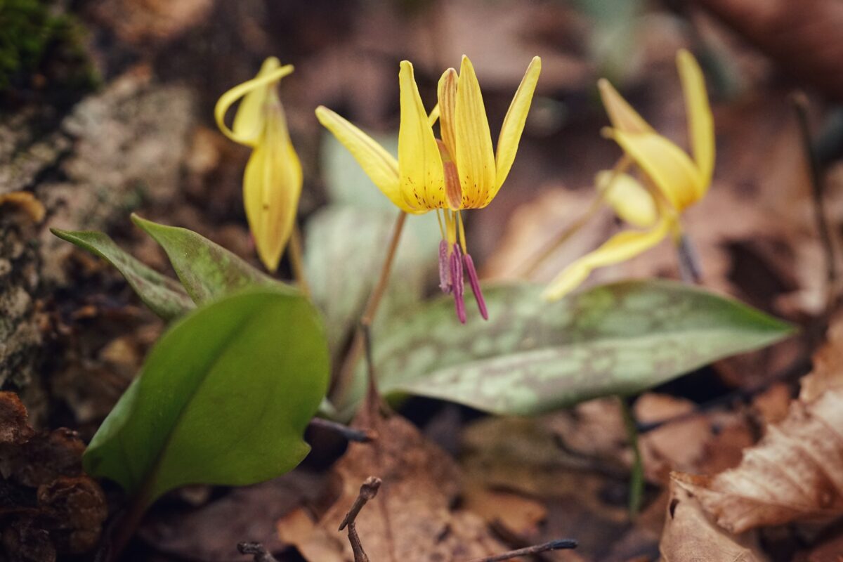 Close-up of yellow wildflowers with mottled green leaves growing among brown fallen leaves on the forest floor.