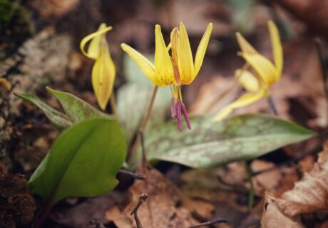 Close-up of yellow wildflowers with mottled green leaves growing among brown fallen leaves on the forest floor.