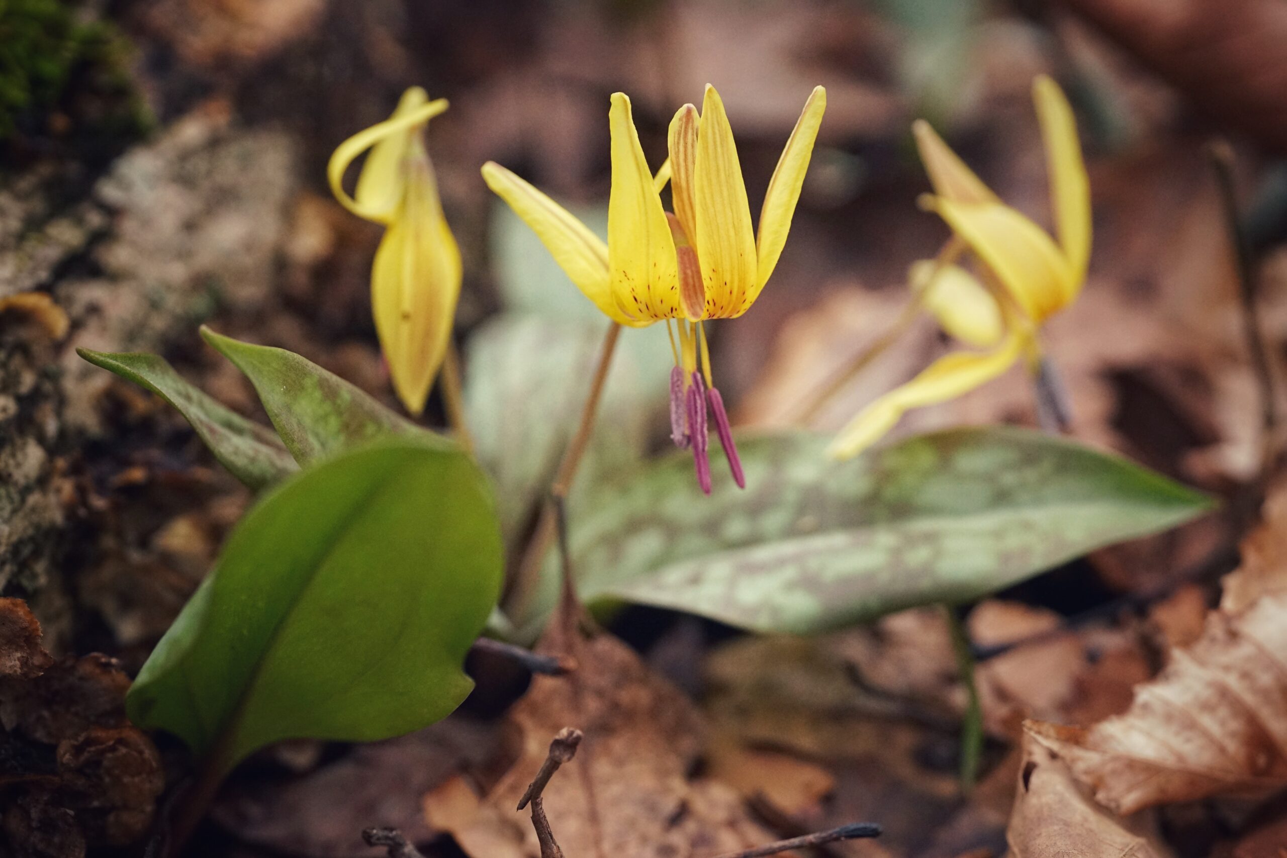 Close-up of yellow wildflowers with mottled green leaves growing among brown fallen leaves on the forest floor.