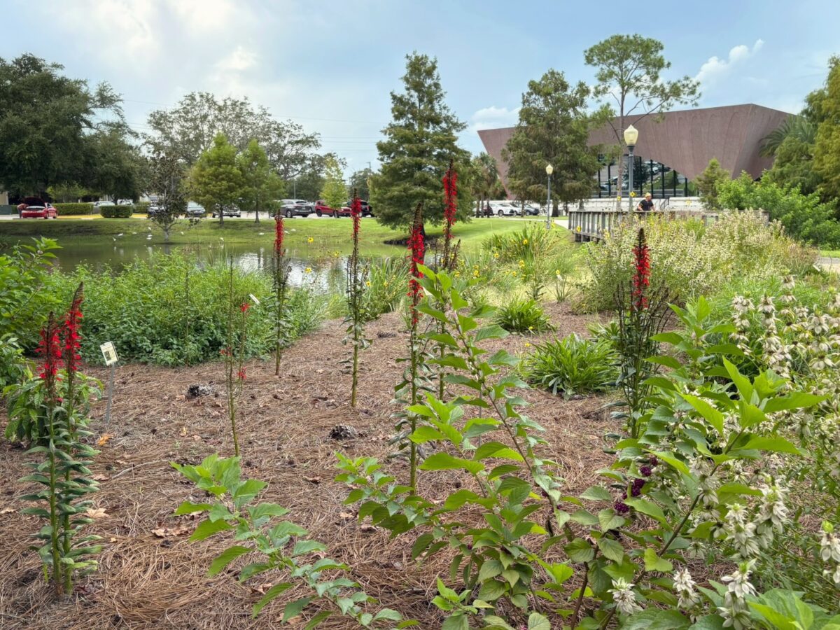 Winter Park Library native plant garden. 