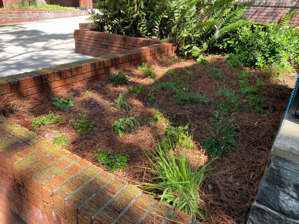 A brick-bordered garden bed with sparse green plants and ground covered in pine straw, surrounded by shrubs and a brick walkway.