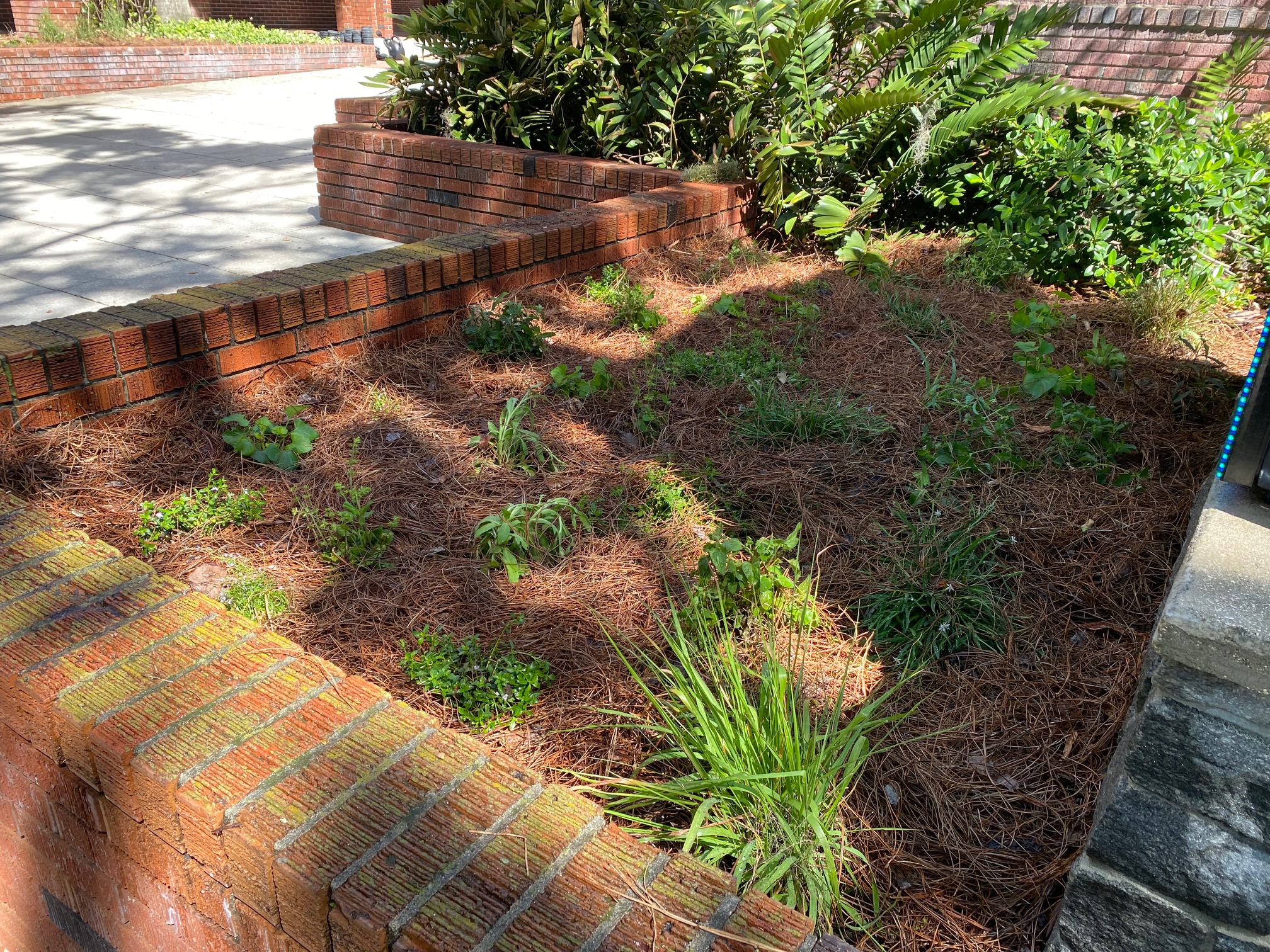 A brick-bordered garden bed with sparse green plants and ground covered in pine straw, surrounded by shrubs and a brick walkway.