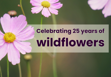 Pink wildflowers with yellow centers in focus, with overlay text that reads, Celebrating 25 years of wildflowers on a blurred green background.