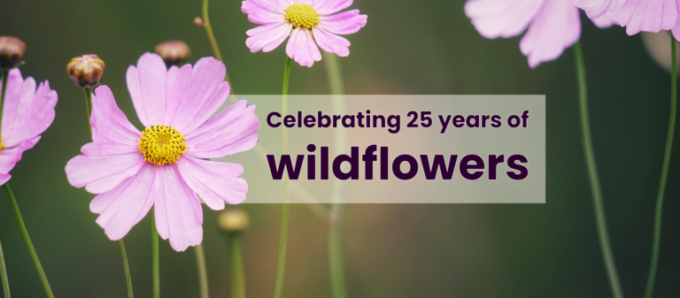 Pink wildflowers with yellow centers in focus, with overlay text that reads, Celebrating 25 years of wildflowers on a blurred green background.