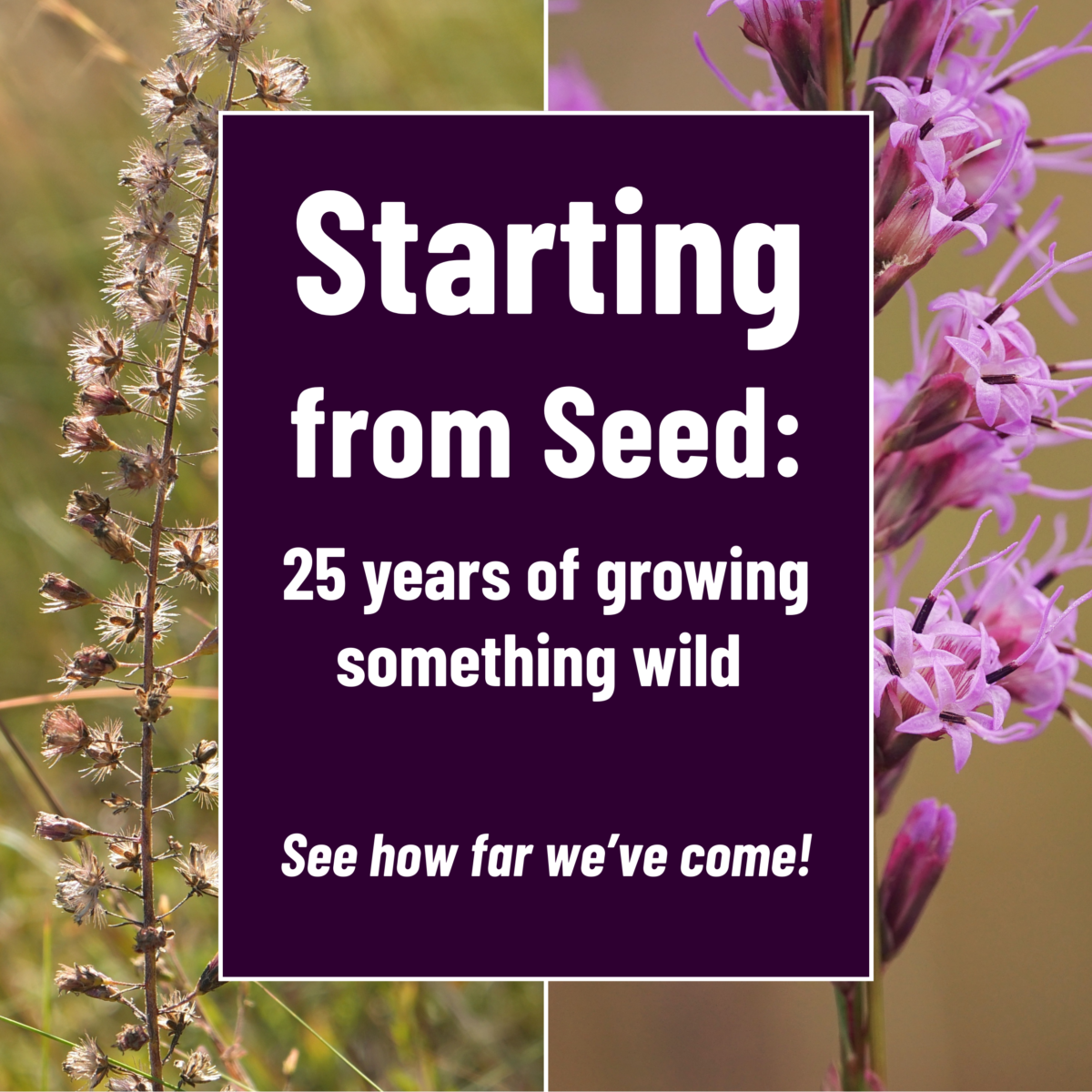 Split image showing wildflowers at different growth stages with text: Starting from Seed: 25 years of growing something wild. See how far we’ve come!.
