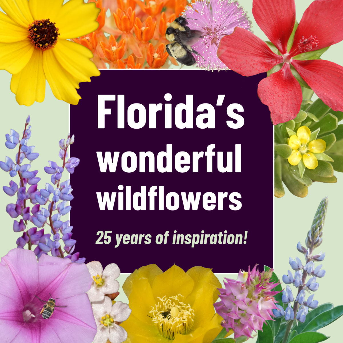 A variety of colorful wildflowers surrounds the text: Floridas wonderful wildflowers. 25 years of inspiration! on a light green background.