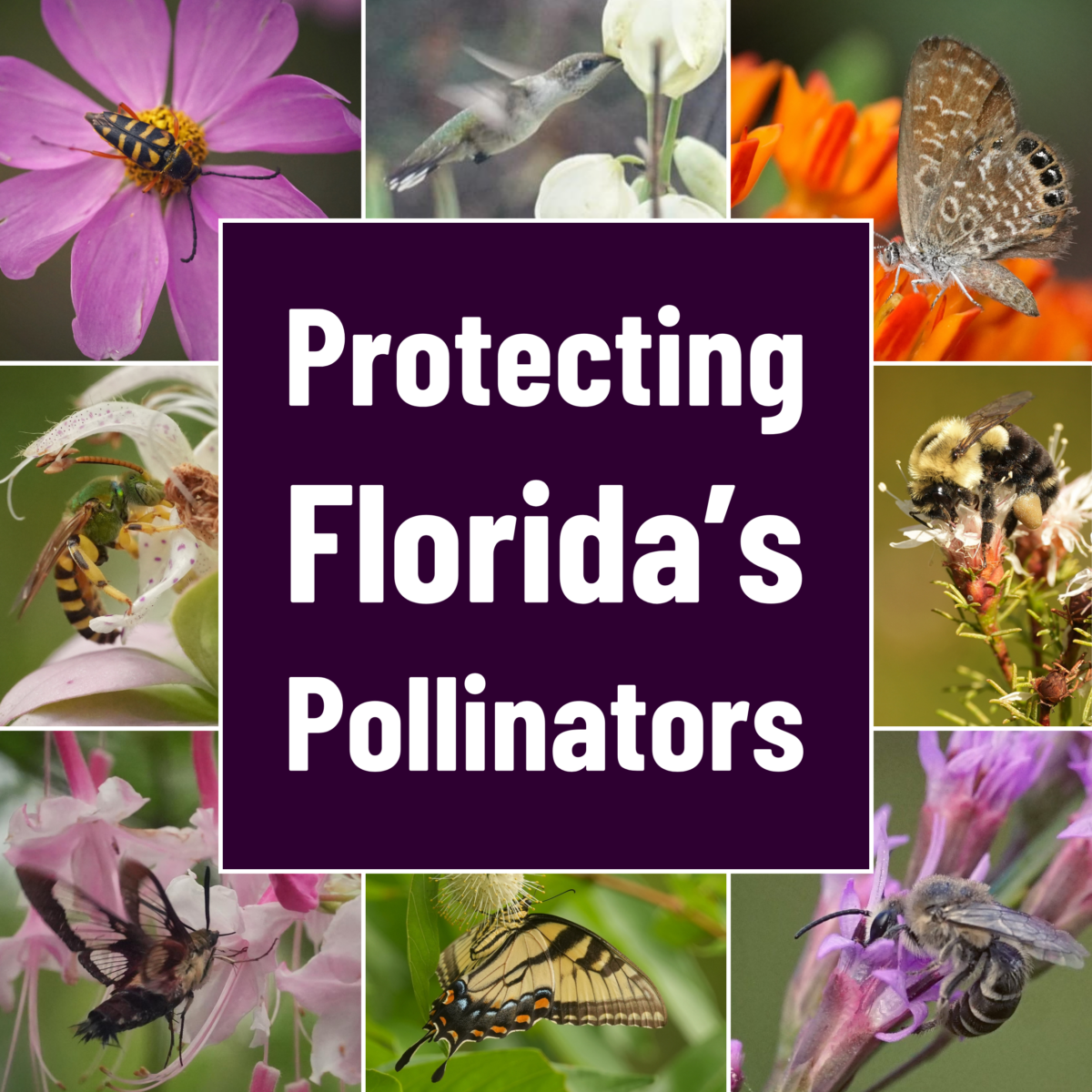 A collage of various pollinators, including bees, butterflies, moths, and insects, surrounds a central box with the text Protecting Floridas Pollinators.