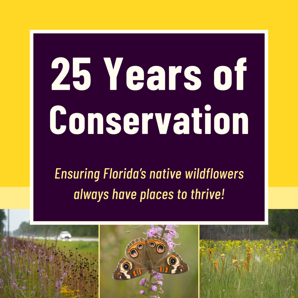 Text reading 25 Years of Conservation: Ensuring Floridas native wildflowers always have places to thrive! above a collage of wildflowers and a butterfly.