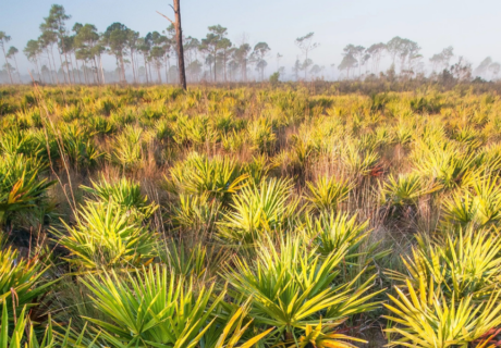 A field of saw palmetto plants with tall pine trees in the background under a hazy sky.