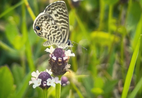 A close-up of a butterfly with black and white patterned wings perched on a small purple and white wildflower amid green grass.