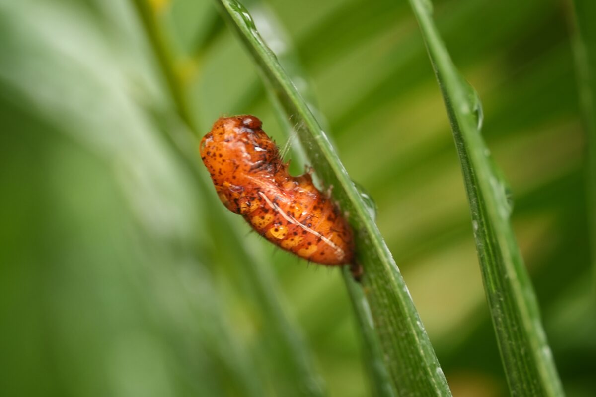 Small orange Atala butterfly chrysalis with linear yellow dots on Coontie plant. 