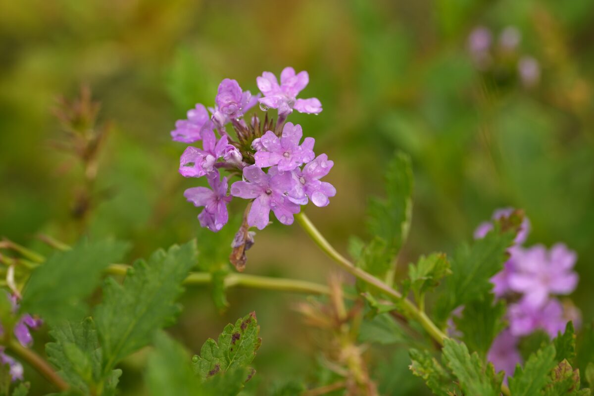 Coastal mock vervain in flower. 