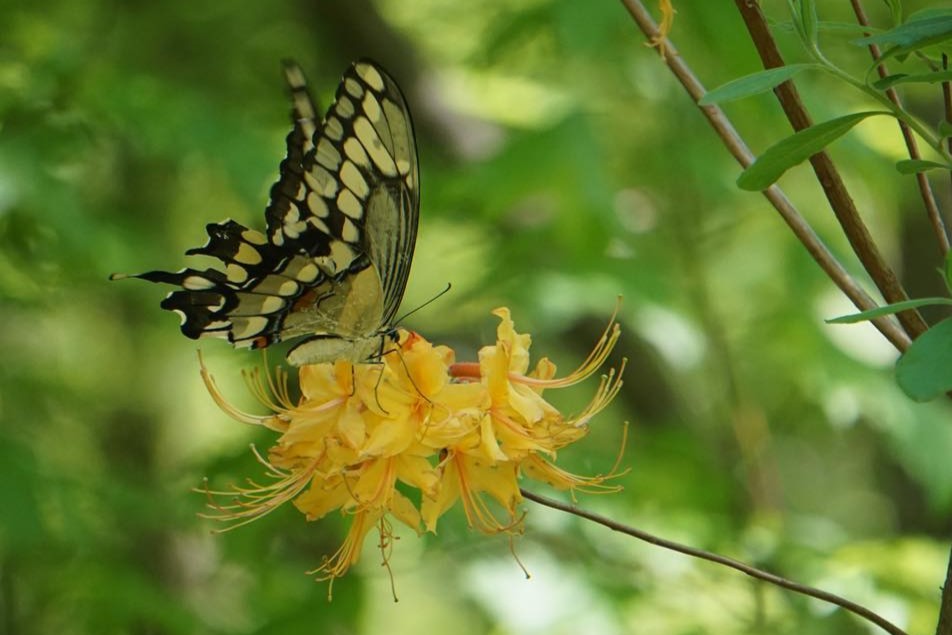 Giant swallowtail butterfly visiting orange flame azalea flowers.