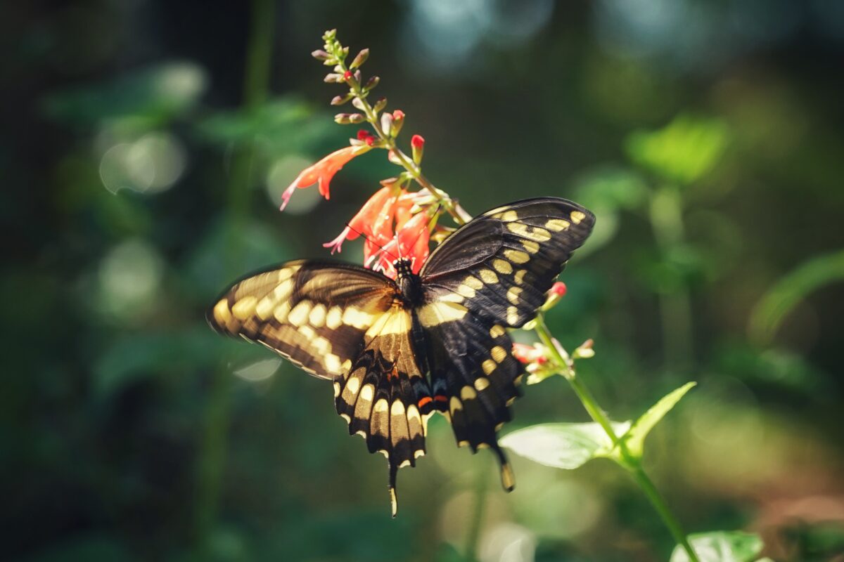 Giant swallowtail nectaring on Tropical sage.