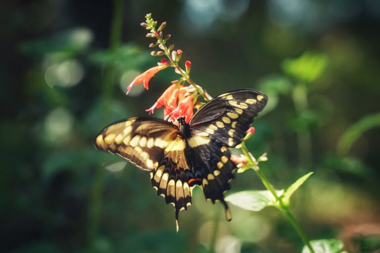 Giant swallowtail nectaring on Tropical sage.
