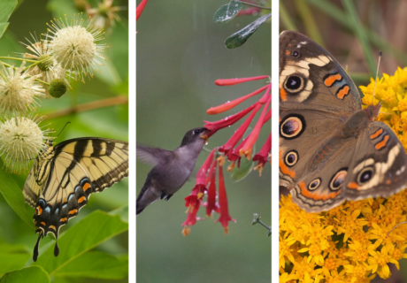 Three-panel image showing a swallowtail butterfly on a white flower, a hummingbird feeding from red flowers, and a buckeye butterfly on yellow blooms.