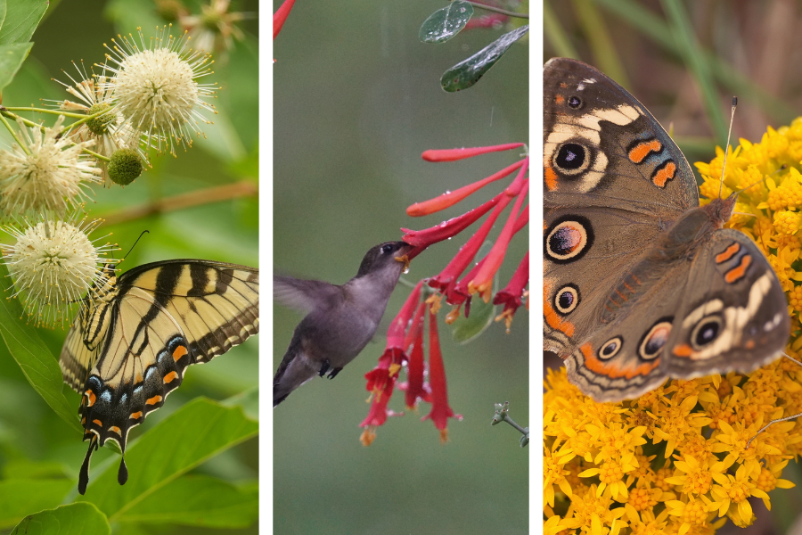 Three-panel image showing a swallowtail butterfly on a white flower, a hummingbird feeding from red flowers, and a buckeye butterfly on yellow blooms.