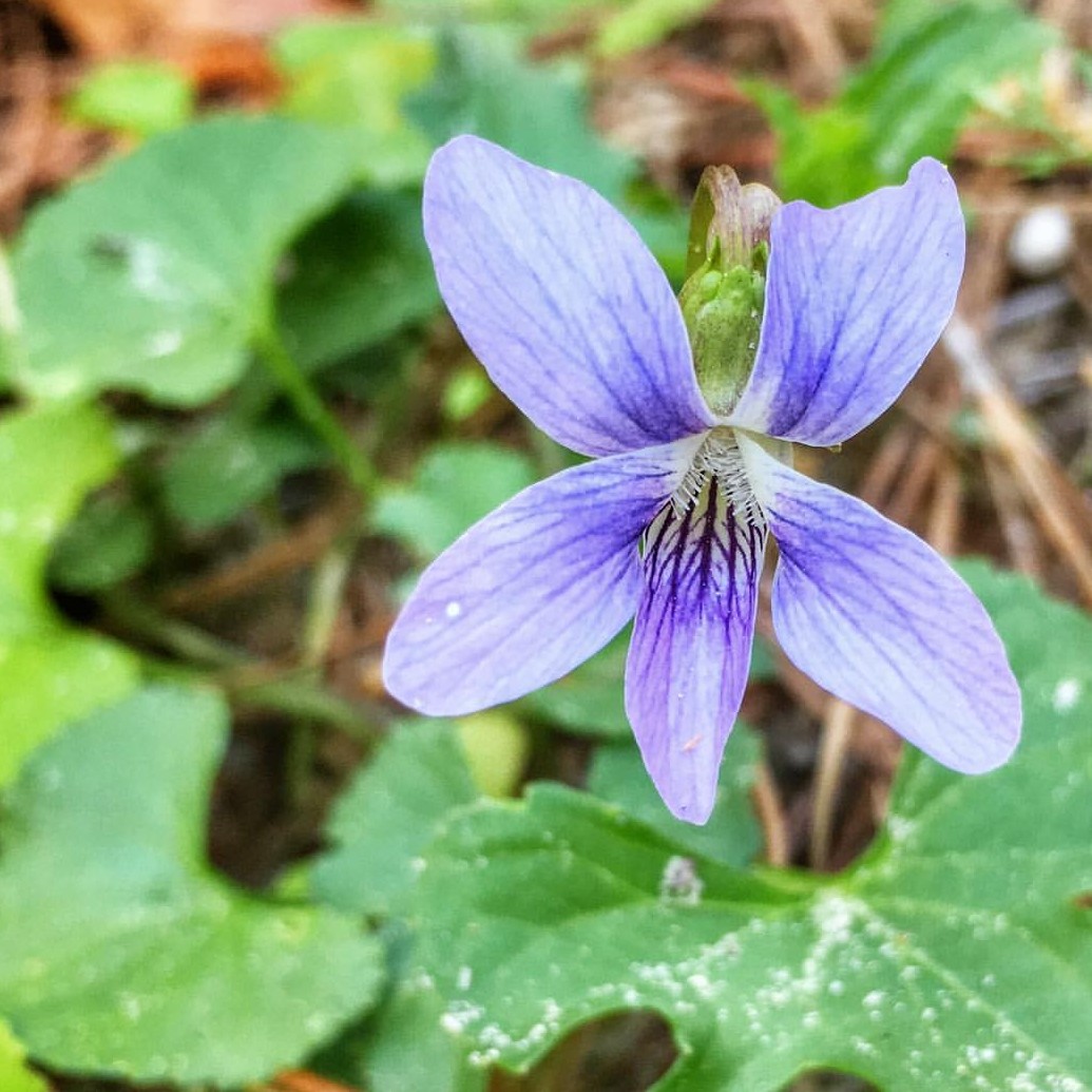 Close-up of Common blue violet flower.