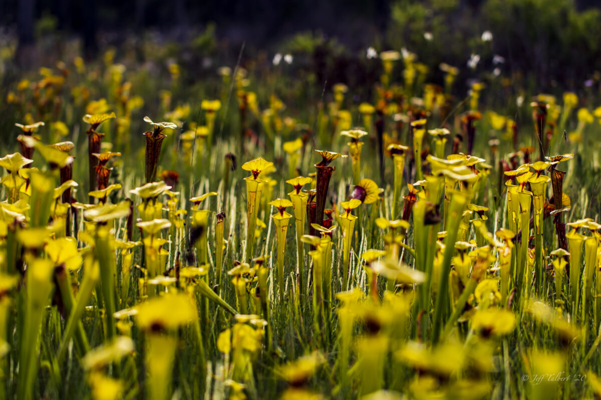 A field of tall yellow and red pitcher plants grows densely in bright sunlight, surrounded by green grass and blurred foliage in the background.