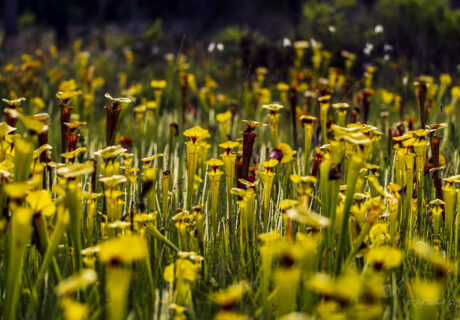 A field of tall yellow and red pitcher plants grows densely in bright sunlight, surrounded by green grass and blurred foliage in the background.
