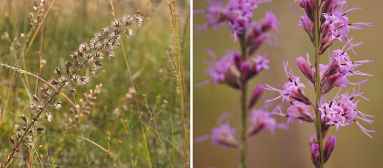 Split image showing two plants: the left side features a brown, dried wildflower in tall grass; the right side shows close-up of pink-purple flowers with thin, spiky petals.