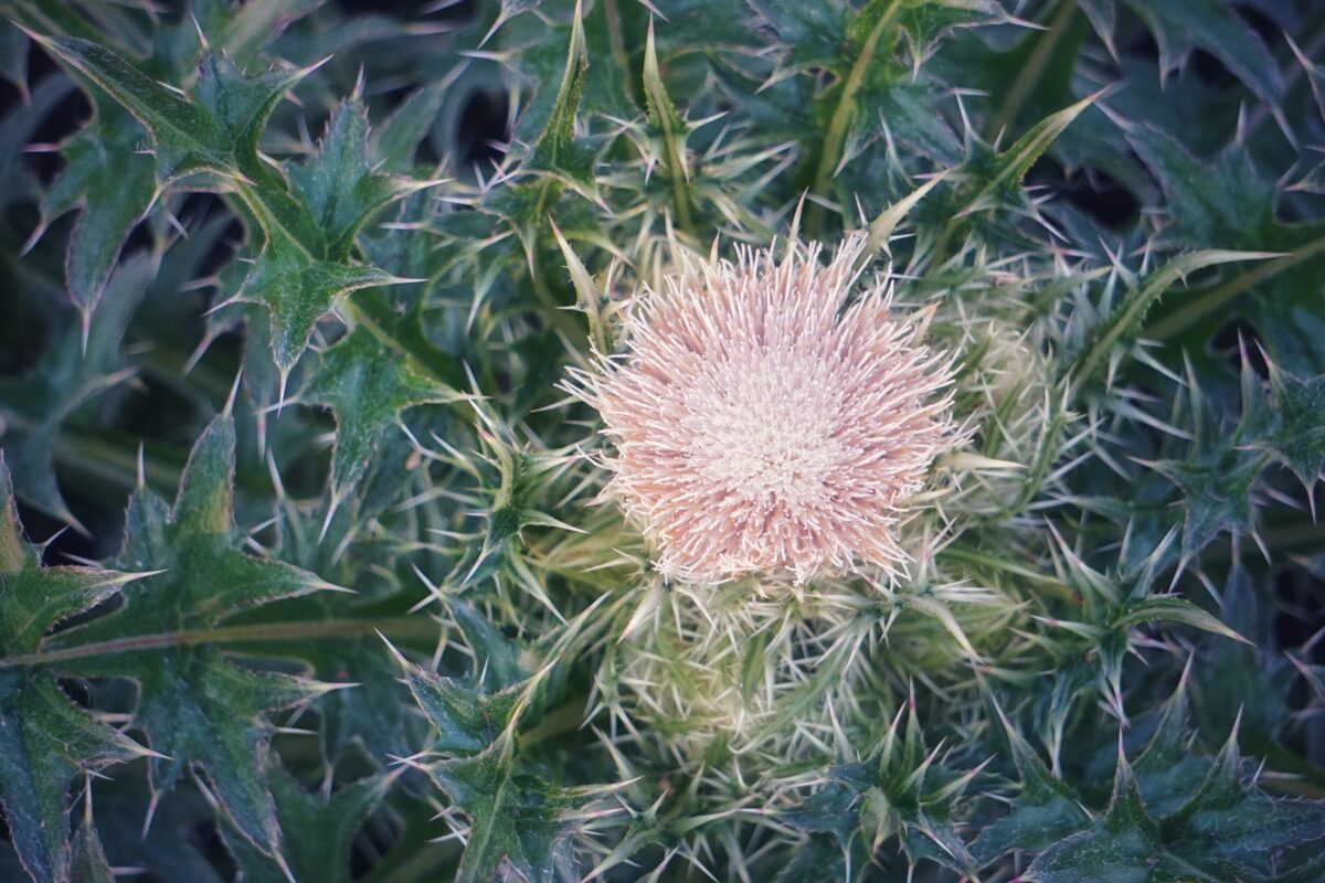 Close-up of a Purple thistle plant with a round, pale pink flower head surrounded by spiky green leaves and stems.