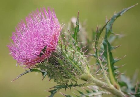 Close-up of a blooming Purple thistle.