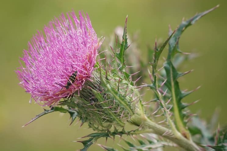Close-up of a blooming Purple thistle.