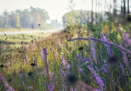 A field with tall grasses and purple wildflowers under soft daylight, with trees and a road visible in the distant background.