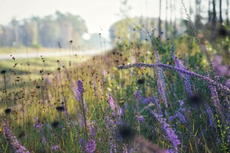 A field with tall grasses and purple wildflowers under soft daylight, with trees and a road visible in the distant background.