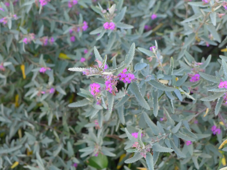 Blooming Teabush with pink flowers and grayish leaves.