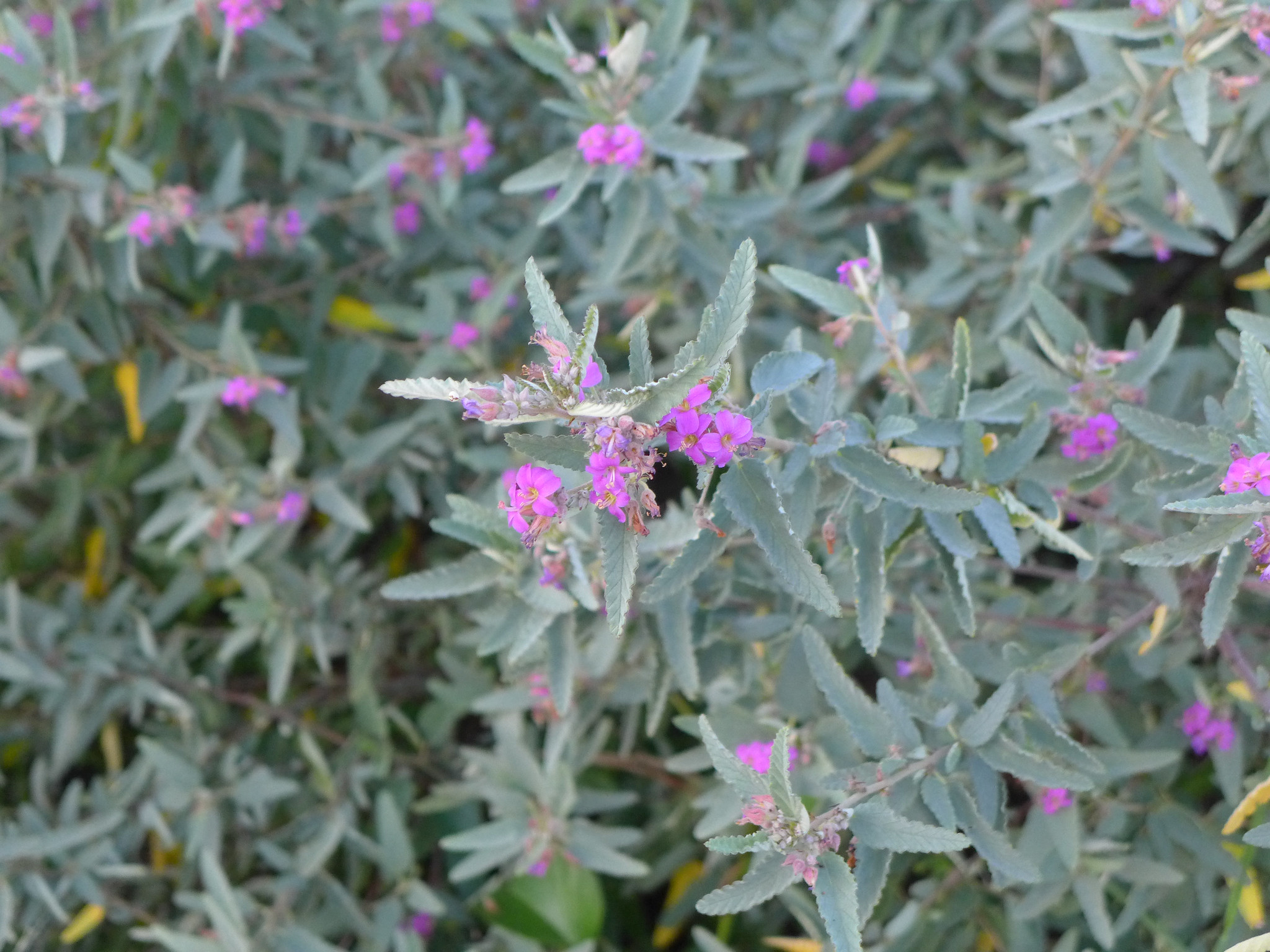 Blooming Teabush with pink flowers and grayish leaves.