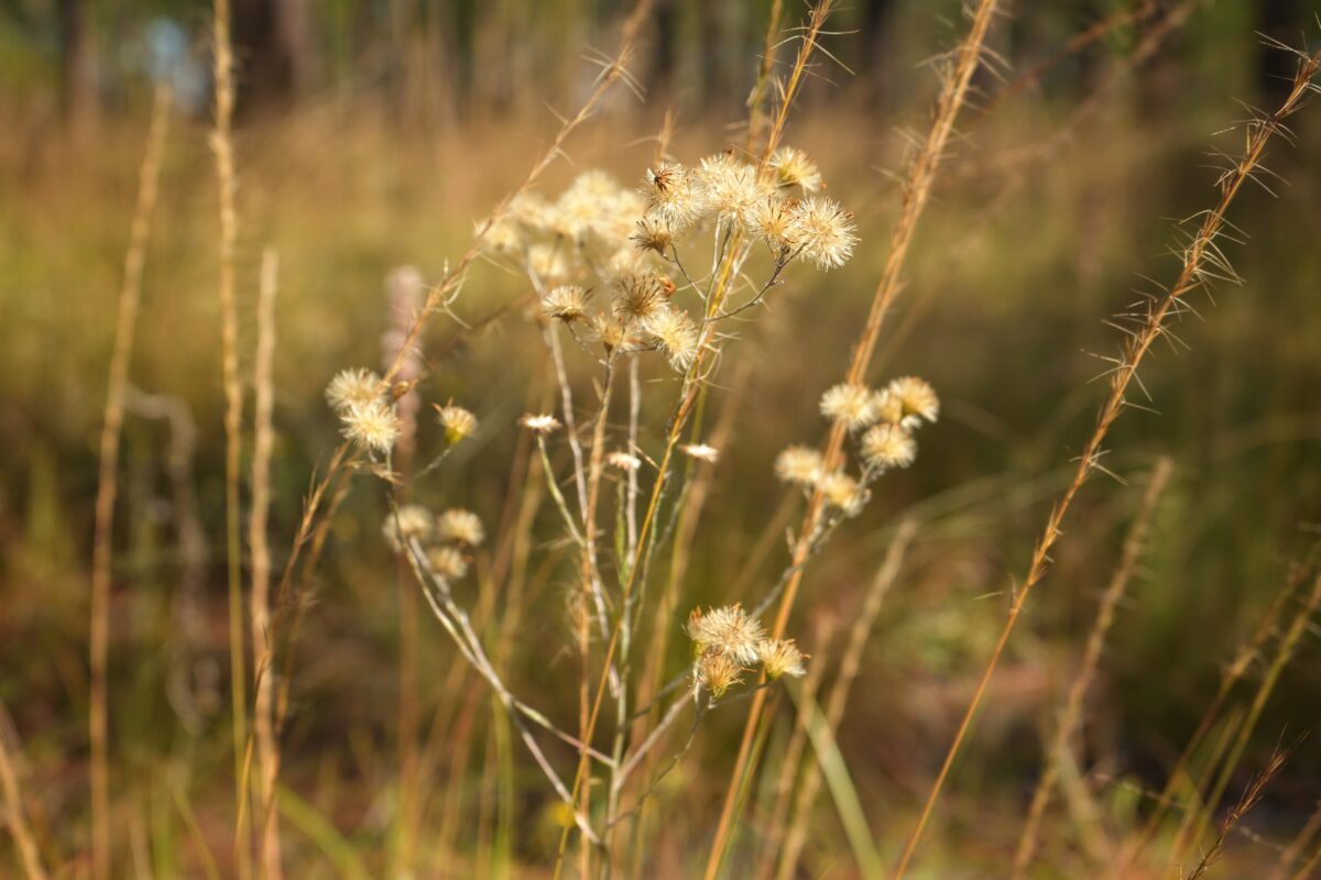 Narrowleaf silkgrass that has gone to seed.