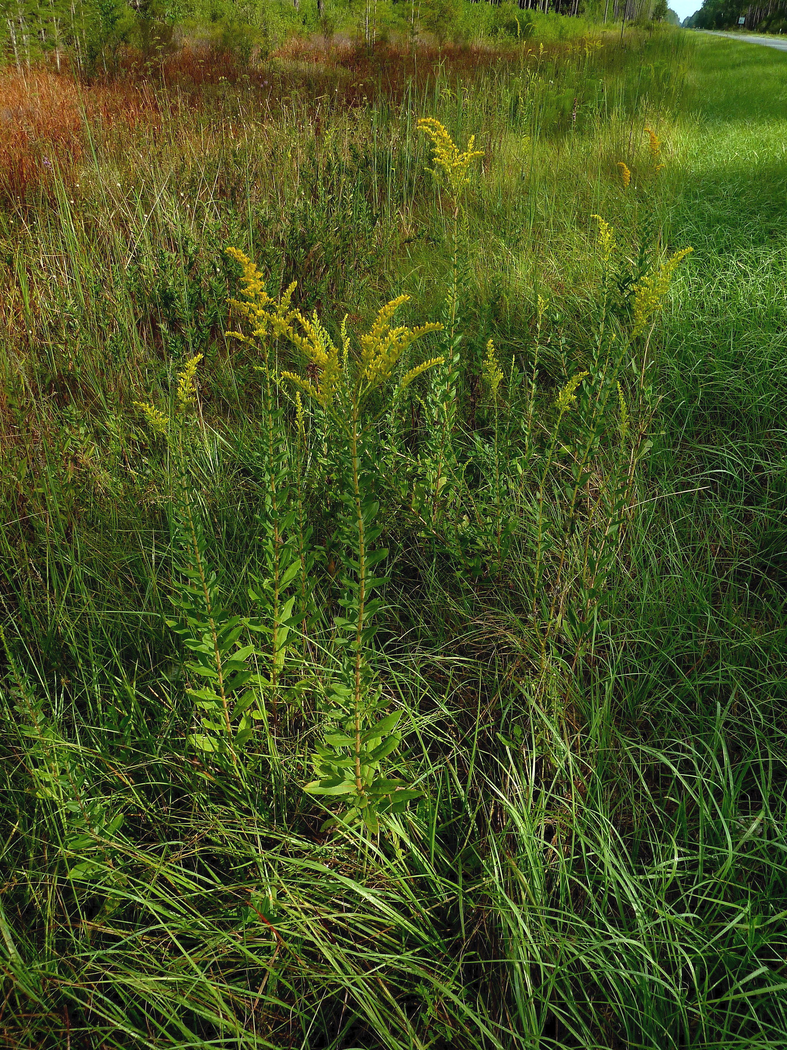 Pinebarren goldenrod blooming on a roadside.