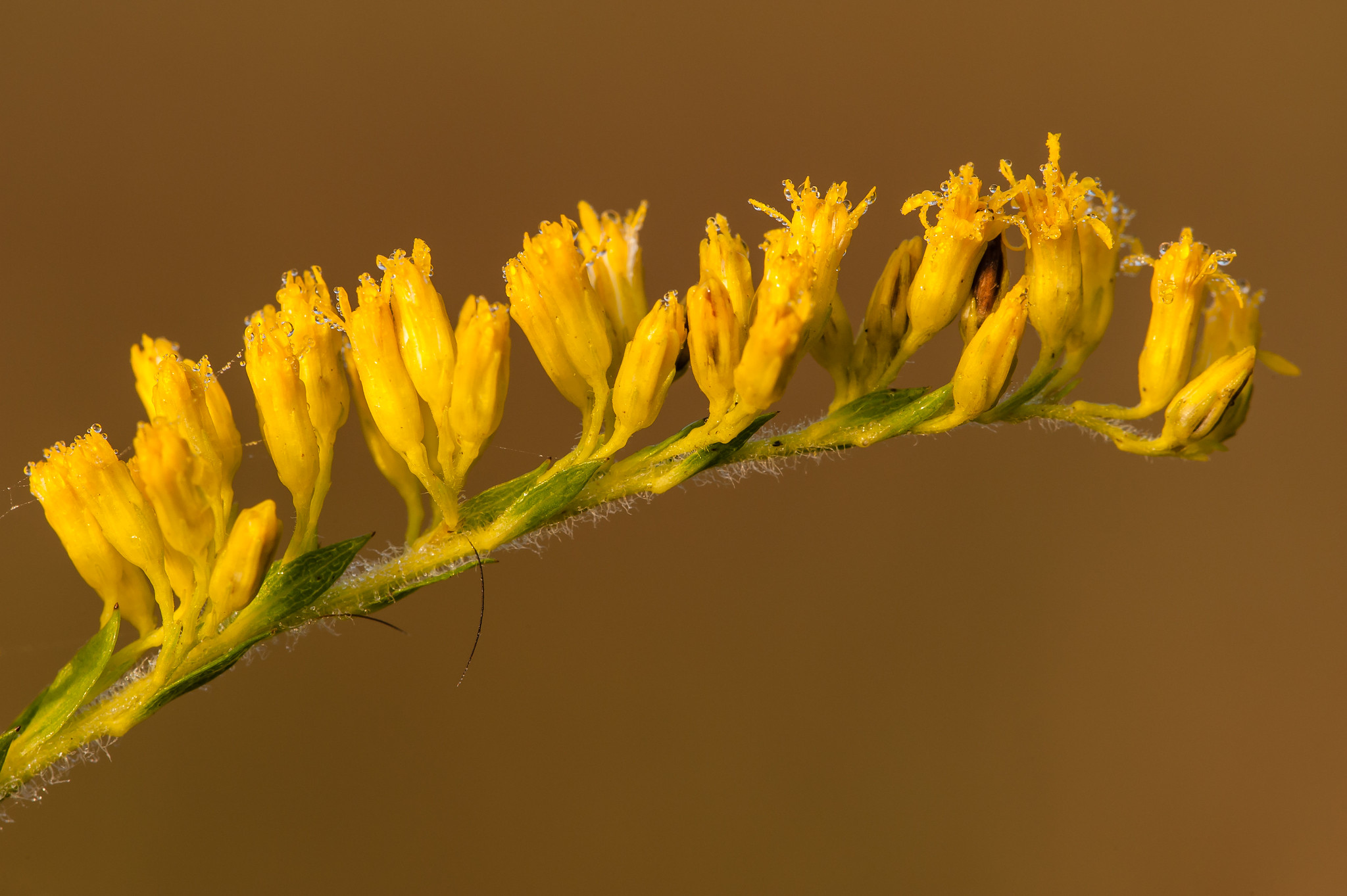 Close-up of a flowering Pinebarren goldenrod stem with small yellow flower buds.