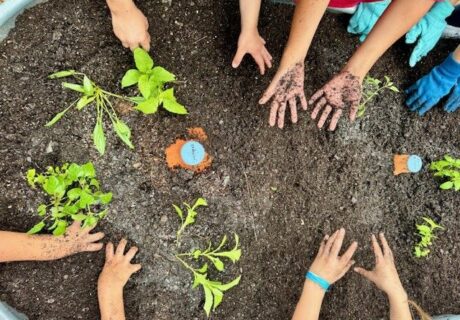 Several children’s hands, some wearing gloves, are planting and arranging small green plants in dark soil of a garden bed.