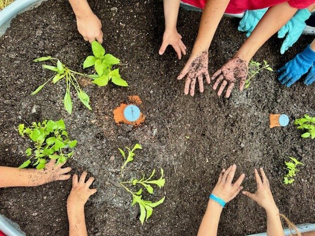 Several children’s hands, some wearing gloves, are planting and arranging small green plants in dark soil of a garden bed.
