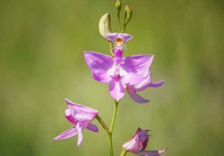Close-up of a pink wildflower with three blooms at different stages against a blurred green background.