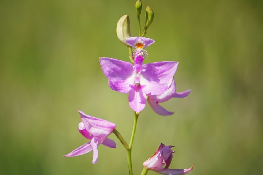 Close-up of a pink wildflower with three blooms at different stages against a blurred green background.