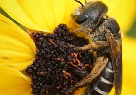 Close-up of a bee collecting pollen from the center of a yellow flower.