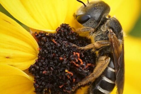 Close-up of a bee collecting pollen from the center of a yellow flower.