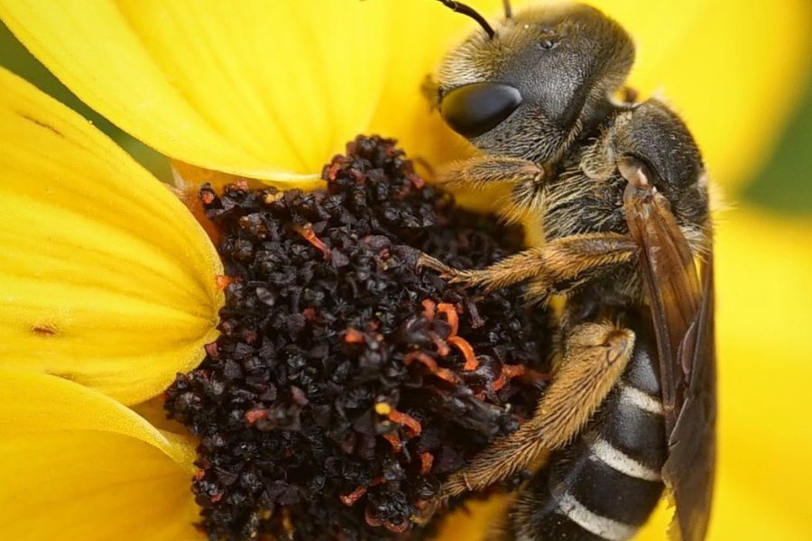 Close-up of a bee collecting pollen from the center of a yellow flower.
