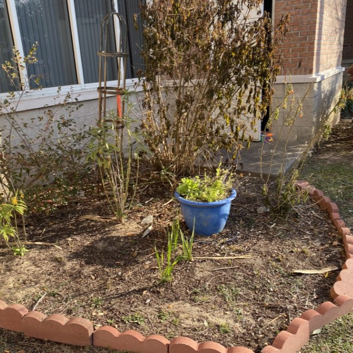 Sparse garden bed that will be replanted with native plants. 