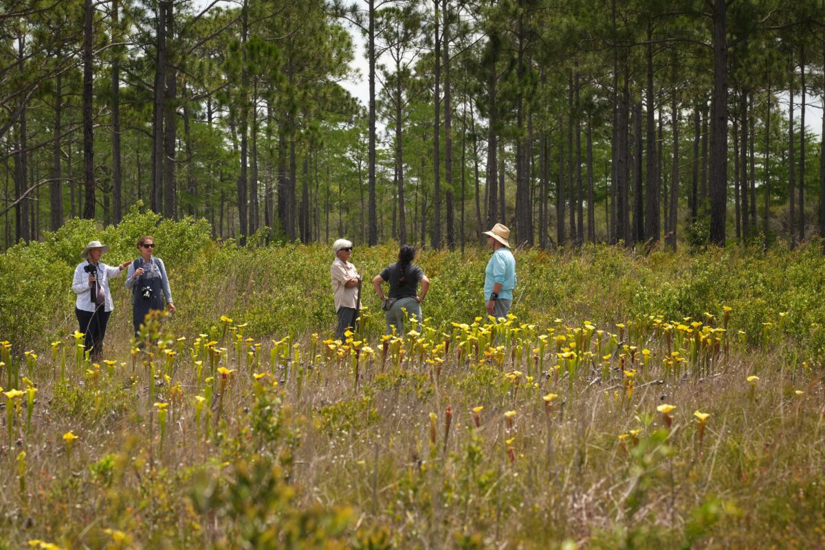 Foundation members exploring a Pitcherplant bog.