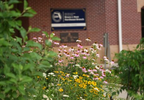 Wildflowers with yellow, white, and pink blooms grow in front of a brick building with a blurred sign in the background.